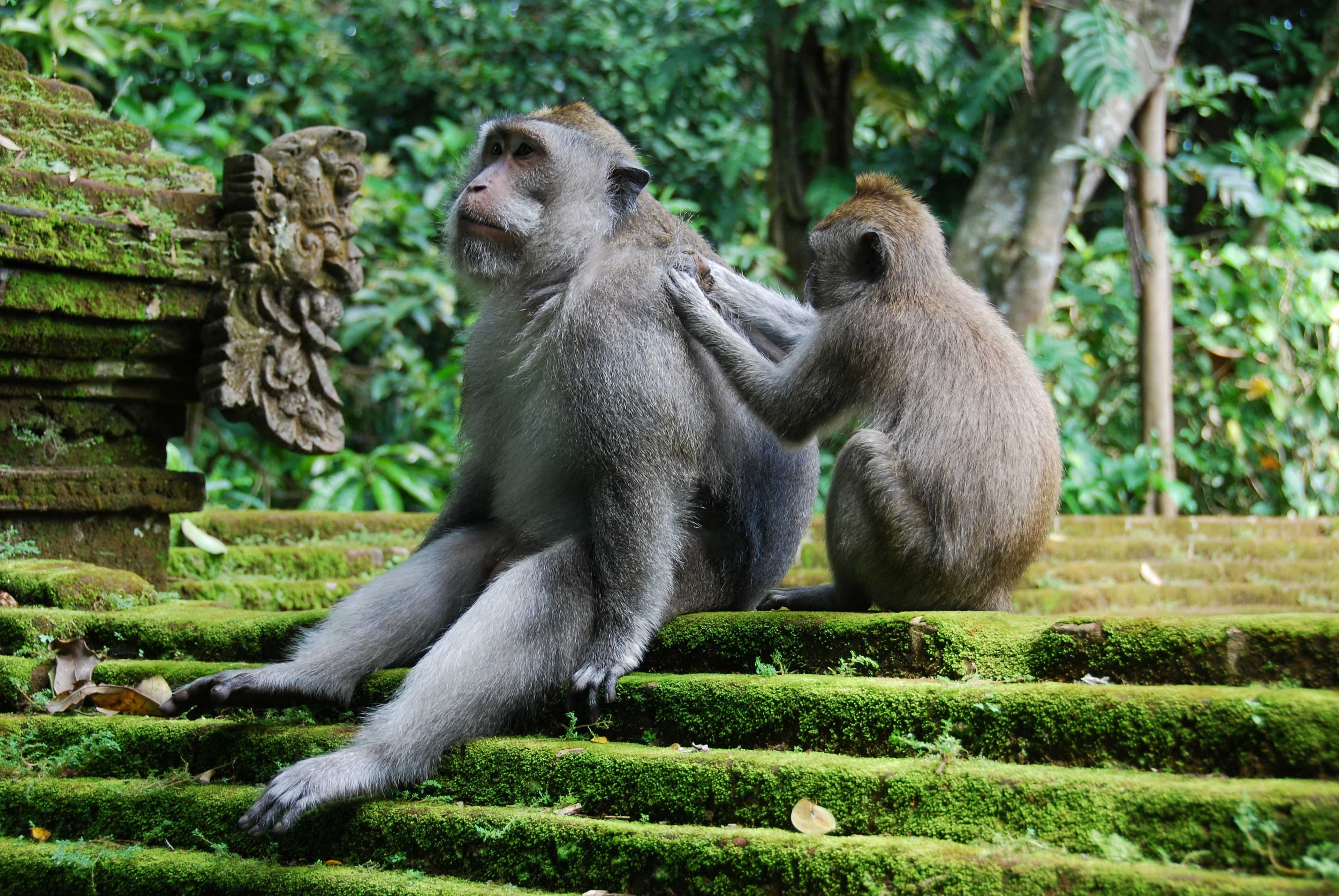 Jalan Santai di Ubud: 5 Destinasi Nyaman yang Cocok untuk Sandalan